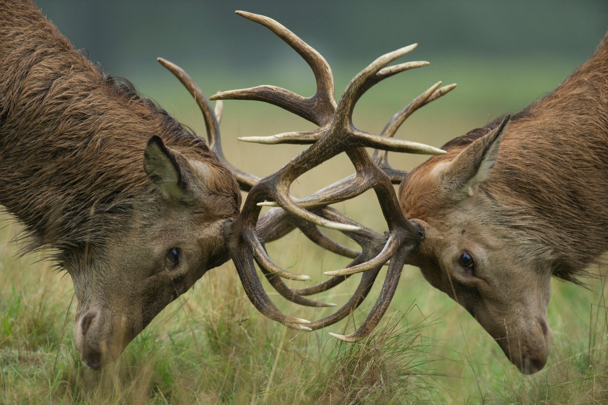 DEER ANTLER Wedding Rings - How Earthy Materials Like Antler, Sand, Dirt and Rocks Can Symbolize Your Unique Love Story - Minter and Richter Designs