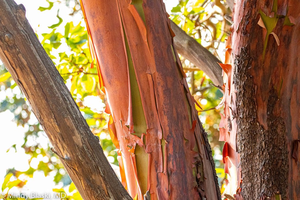 MADRONE WOOD Wedding Rings - How Earthy Materials Like Sand, Dirt and Rocks Can Symbolize Your Unique Love Story - Minter and Richter Designs