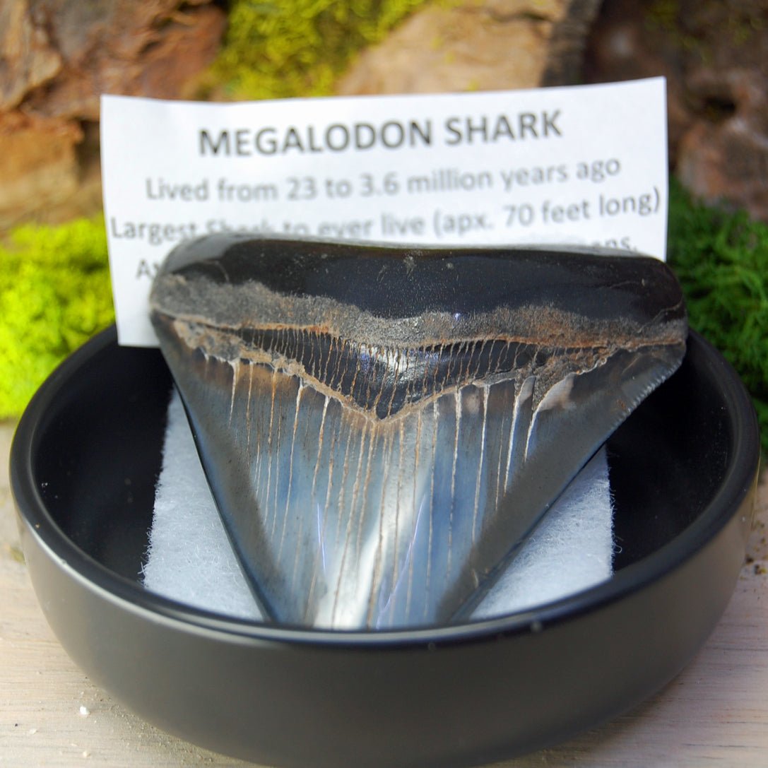 MEGALODON SHARK TEETH Wedding Rings - How Earthy Materials Like Shark Teeth, Sand, Dirt and Rocks Can Symbolize Your Unique Love Story - Minter and Richter Designs