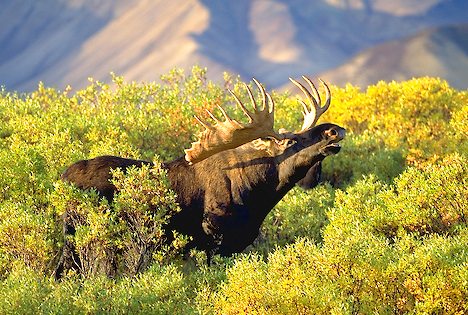 AZURITE MOOSE OFF MAINE | Azurite & Moose Antler Wedding Rings - Minter and Richter Designs